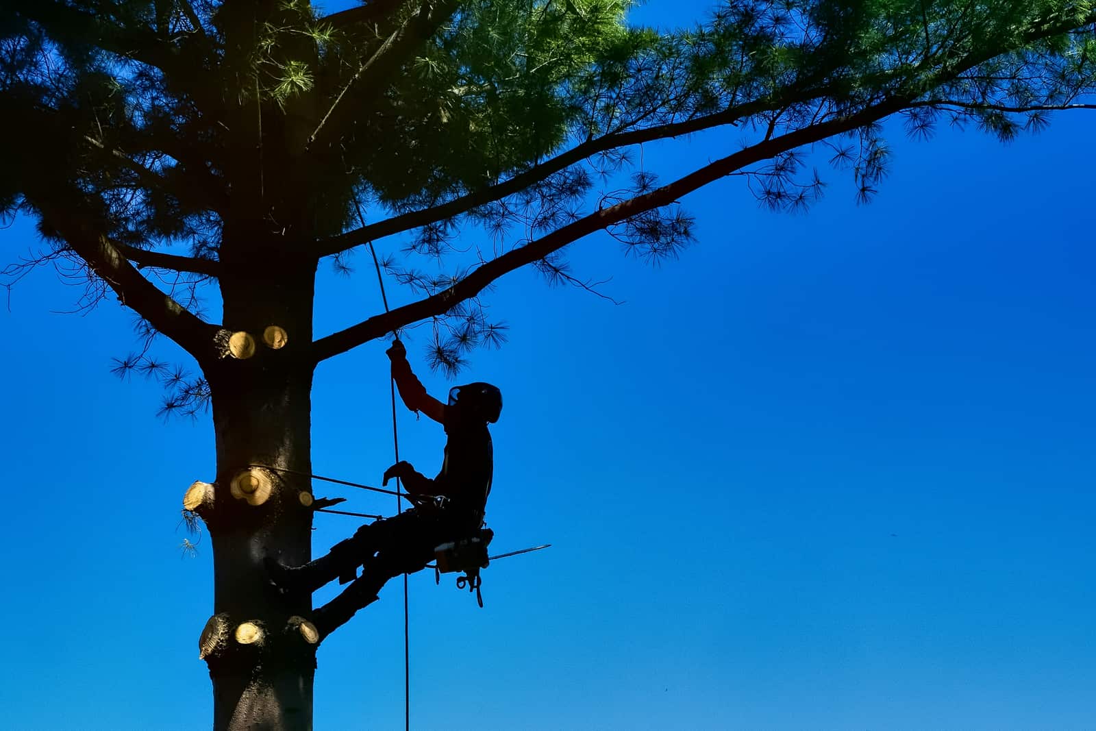 Tree pruning and deadwooding
