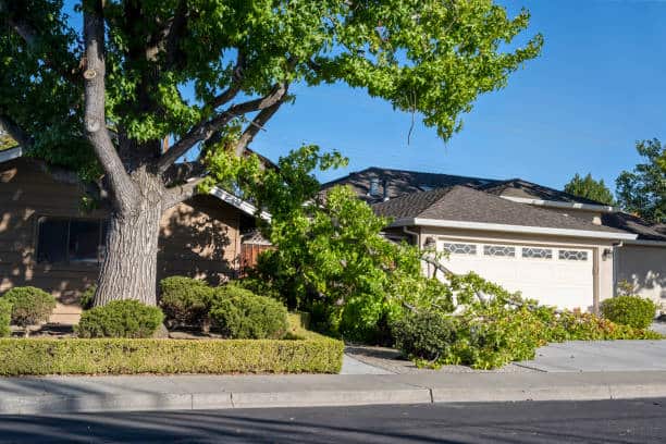 Tree cabling and bracing
