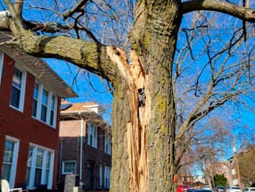 Emergency storm cleanup