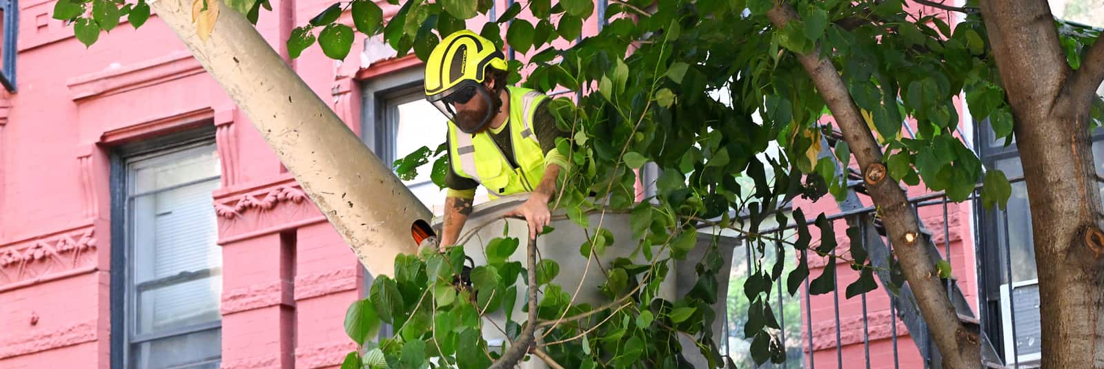 Beetle assessment and tree treatment